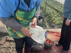 -小鱼草莓采摘园农家乐·小鱼餐厅