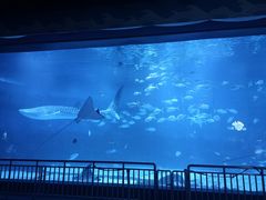 -烟台海昌鲸鲨海洋公园