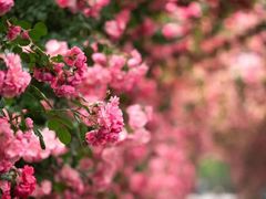 -广富林郊野公园