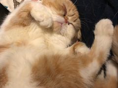 -more than meow吴止猫主题餐厅(承德 中船汇店)