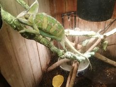 -上海大自然野生昆虫馆(东方明珠·爬宠昆虫探索中心)