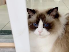 -爱洗澡的猫(天河路店)