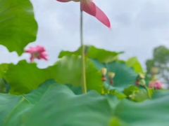 -庐山风景名胜区-东林大佛
