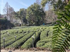 -野蔓果·山野菜(西湖景区·龙井茶田店)