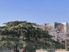 -红梅公园