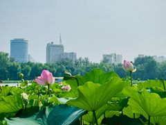 -莲花池公园