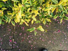 -杭州半山国家森林公园