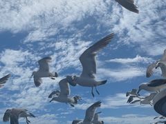 -海驴岛(荣成市)