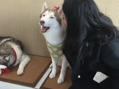 -星多哈·狗咖·拼豆·咖啡