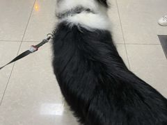 -瑞派福兴宠物医院犬猫全科·骨科·中西医结合(河东店)