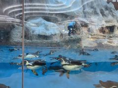 -帝企鹅自助餐厅•儿童岛•真企鹅(长隆企鹅酒店)