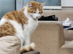 -正宗简阳羊肉汤(荣盛·布鲁明顿广场店)