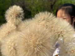 -西青郊野公园