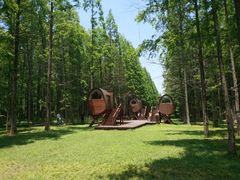 -黄海国家森林公园