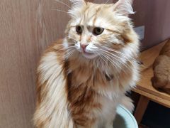 -MOCHA明星猫咖(田子坊店)