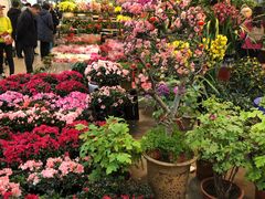 -双季花艺园艺市场(浦东店)