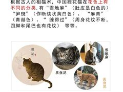 -lincat·猫舍(广州店)