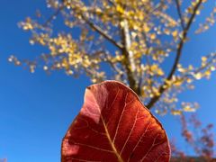 -北京十三陵国家森林公园蟒山景区
