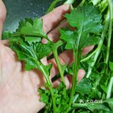 我超听劝!!这菜能生吃么?举着饭碗等回复!