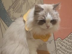 -滚猫咖啡·猫咖·猫友好撸猫(未来城店)