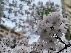 -高东镇樱花园