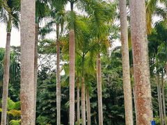 -中国科学院西双版纳热带植物园