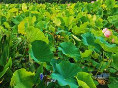 -贵阳市花溪国家城市湿地公园
