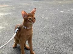 -猫十亿·布偶金渐层·曼基康矮脚猫舍(青年路店)