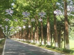 -黄海国家森林公园