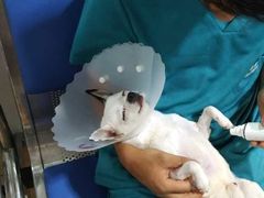 -西安京西宠物医院·瘫痪·疑难杂症