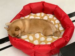 -宠福鑫康馨动物医院·骨科·眼科