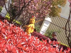 iphone_upload_pic-高东镇樱花园