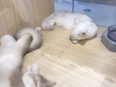-屋虎猫馆(宝安大仟里店)