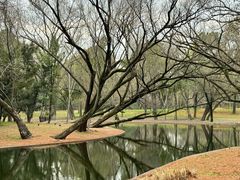 -上海共青森林公园