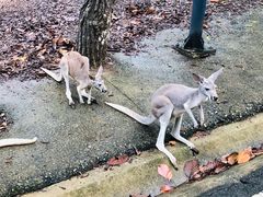 -清迈夜间动物园