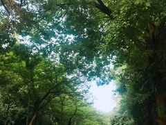 -武汉大学-樱园