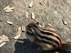 -长白岛森林公园