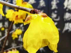 -无锡梅园公园