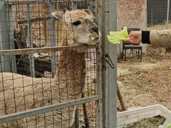 -意大利农场度假村