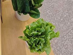 -古乐牛香•鲜牛肉牛杂火锅(系马桩总店)