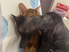 -FAELING PETS美天灵宠物(合生汇店)
