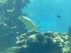 -海棠湾洲际-涛·海底餐厅·美人鱼·自助餐·海底隧道