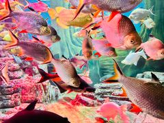 -上海海洋水族馆