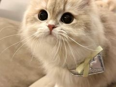 -翊宠yipet猫狗购宠庄园犬舍•猫舍