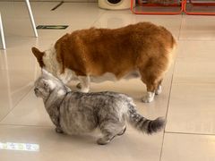 -平行世界·猫咖(首经贸店)