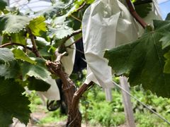 -马陆小张葡萄园农家乐