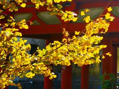 -千年银杏谷文化旅游区