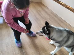 -Husky Go! 哈士奇体验馆·宠物咖啡厅狗咖