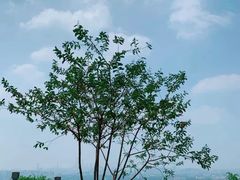 -火炉山森林公园