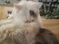 -平行世界·猫咖(首经贸店)